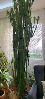 Afrika süt ağacı (euphorbia trigona) - 3