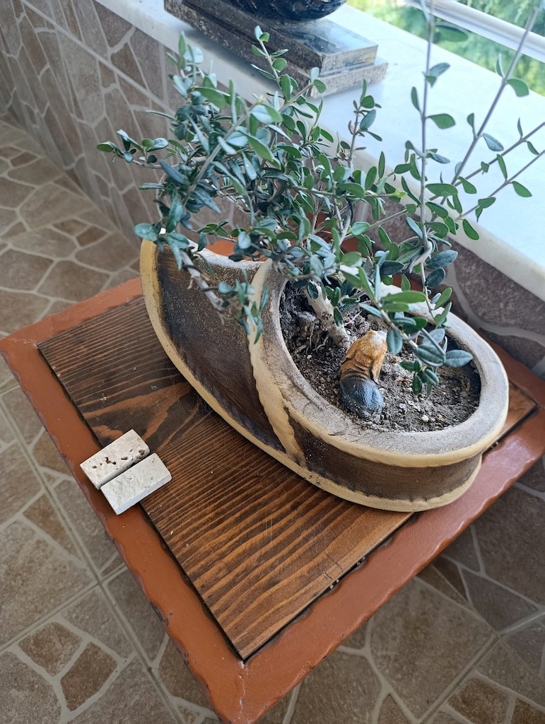 zeytin bonsai adayı - 3