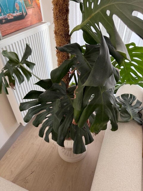 büyük deve tabanı/ monstera