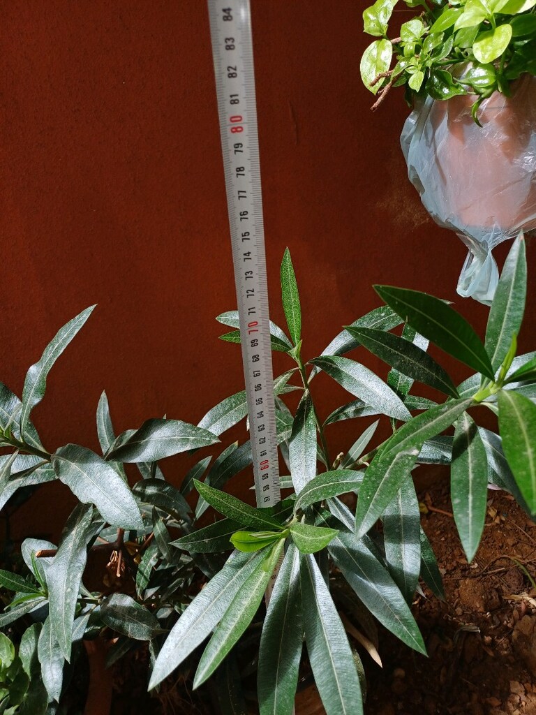 Canlı zakkum çiçek - 5