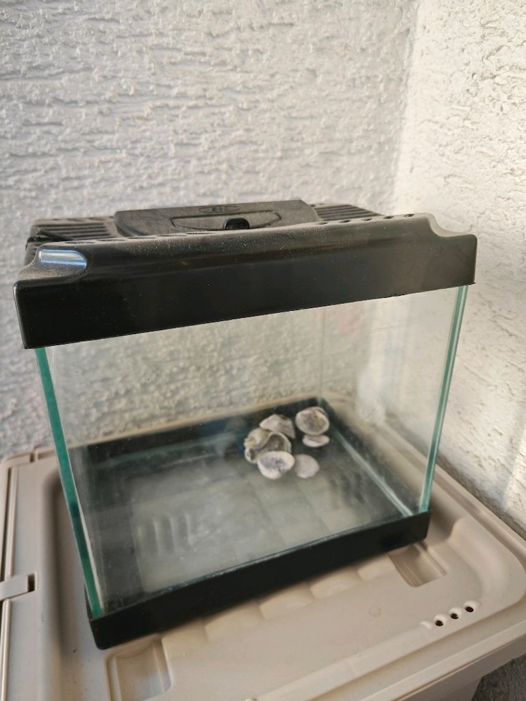 iki ayrı akvaryum - 2