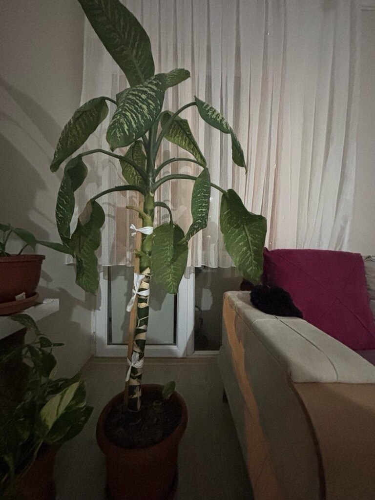 ev çiçeği - 2
