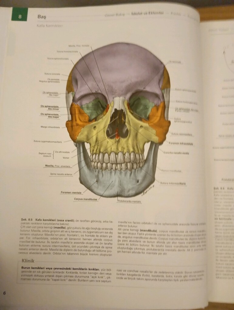 Sobotta İnsan Anatomisi Atlası - 2