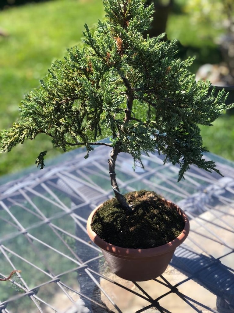 Bonsai Bİtkisi - 8