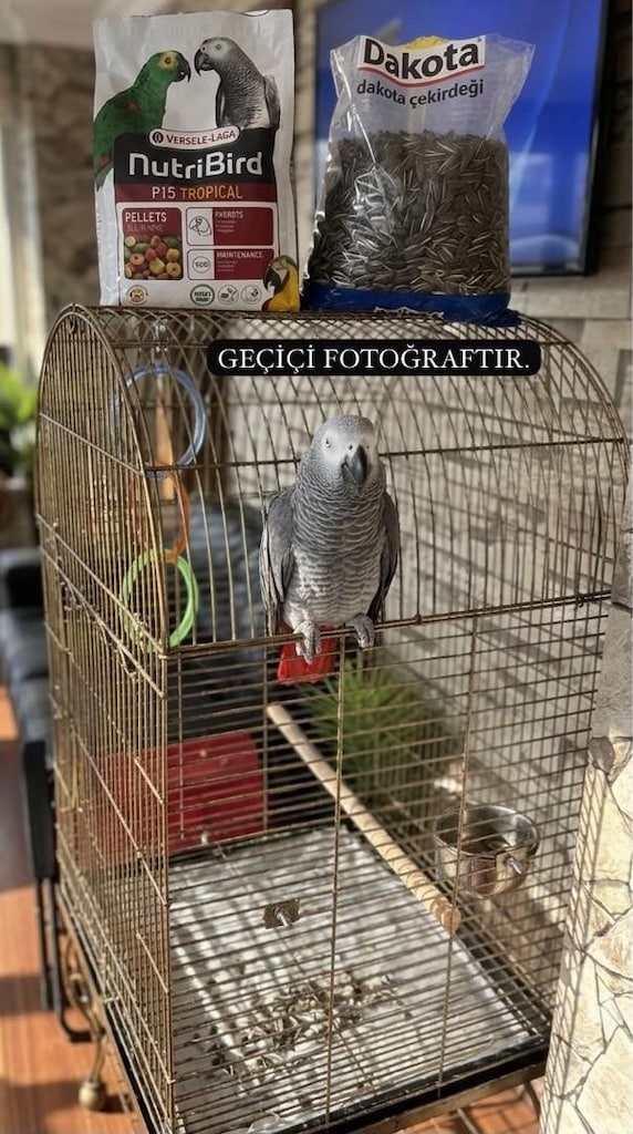 Konuşan Akıllı Jako Papağanı ve Lüks Pirinç Kafesi
