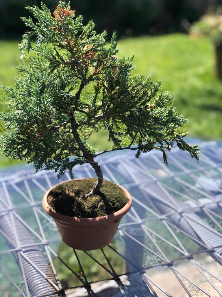 Bonsai Bİtkisi - 2
