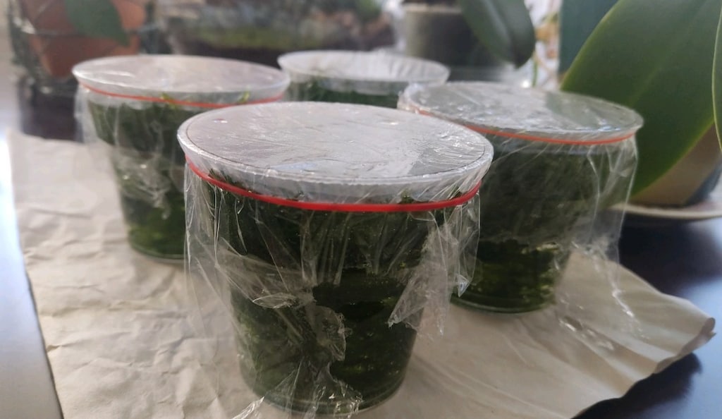 Akvaryum canlı bitki Java moss - letgo'dan Sıfırından Uygun Fiyata Al