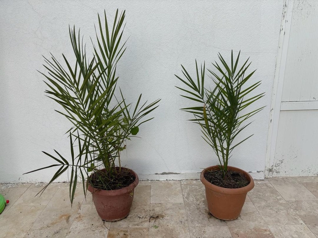 Palmiye Ağacı - Aloe Vera Hediyeli -