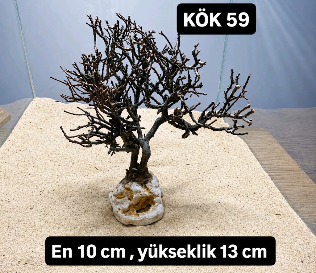 Moss ağacı - 18