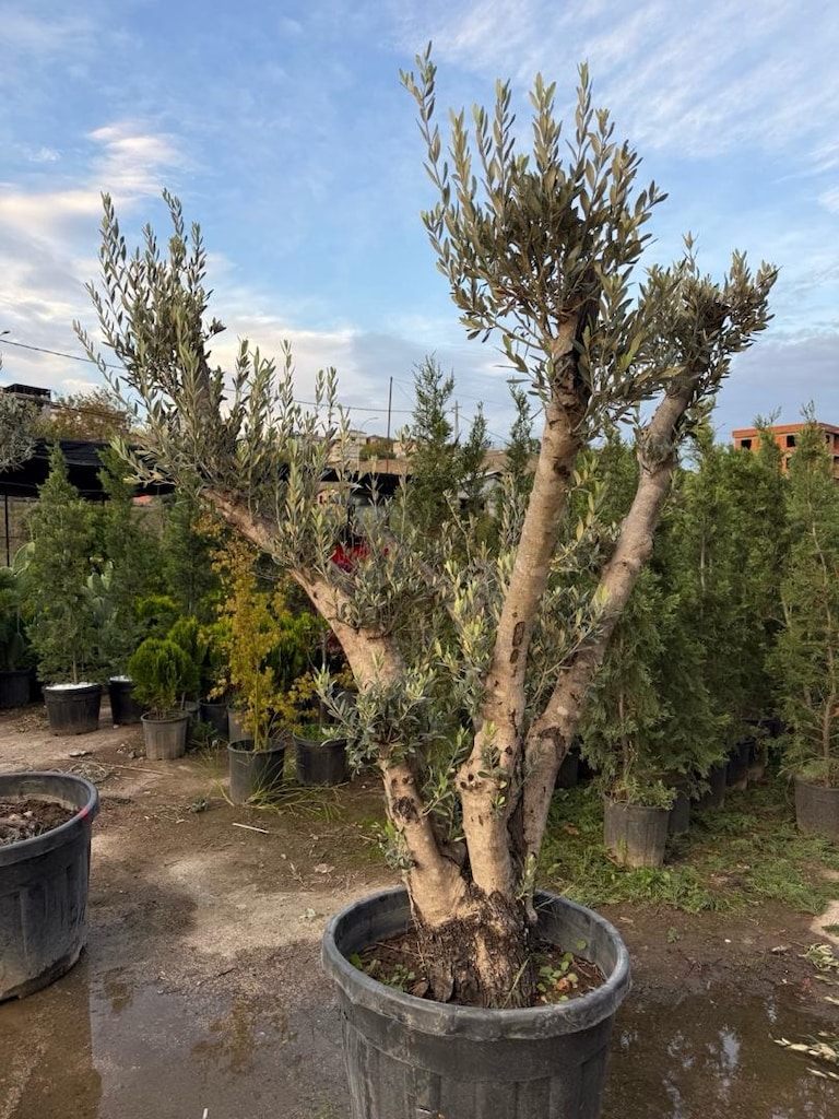 şekili zeytin ağacı - 3