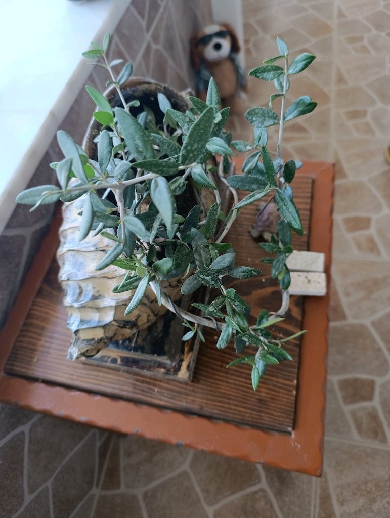 zeytin bonsai - 4