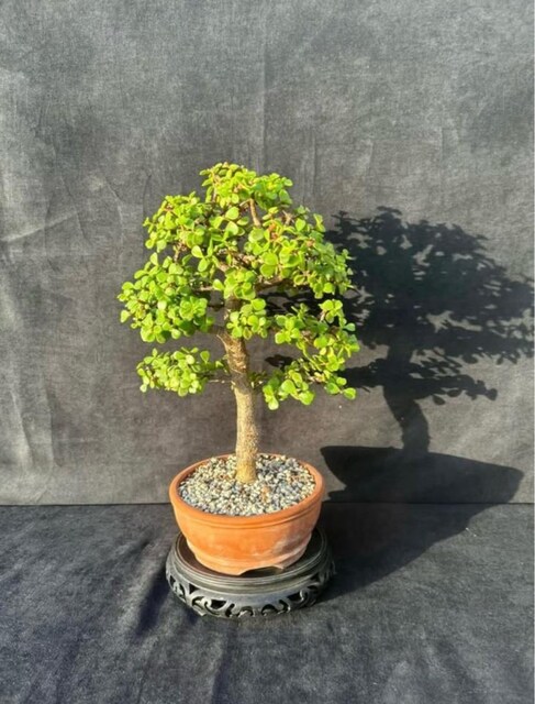 Afra Bonsai