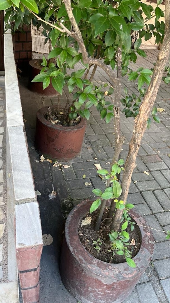 Çiçek Büyük Ağaç (Çit bitkisi/dekoratif) - 5