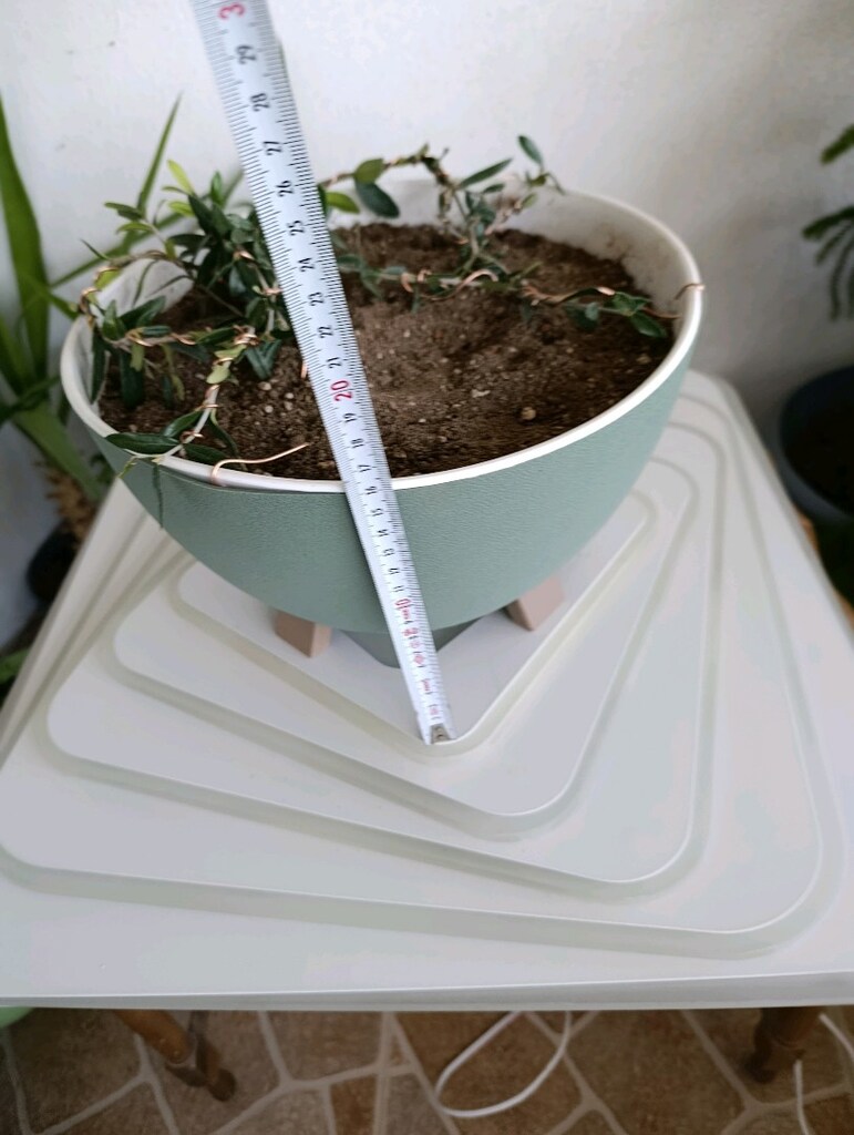 bonsai - 4