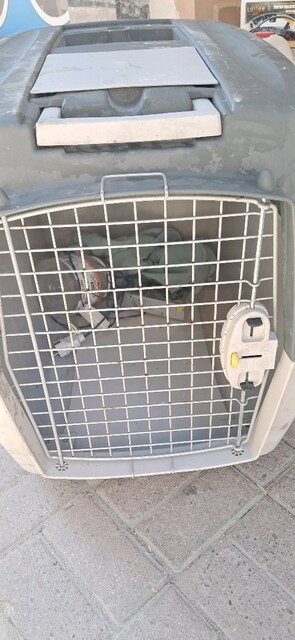 köpek kafesi