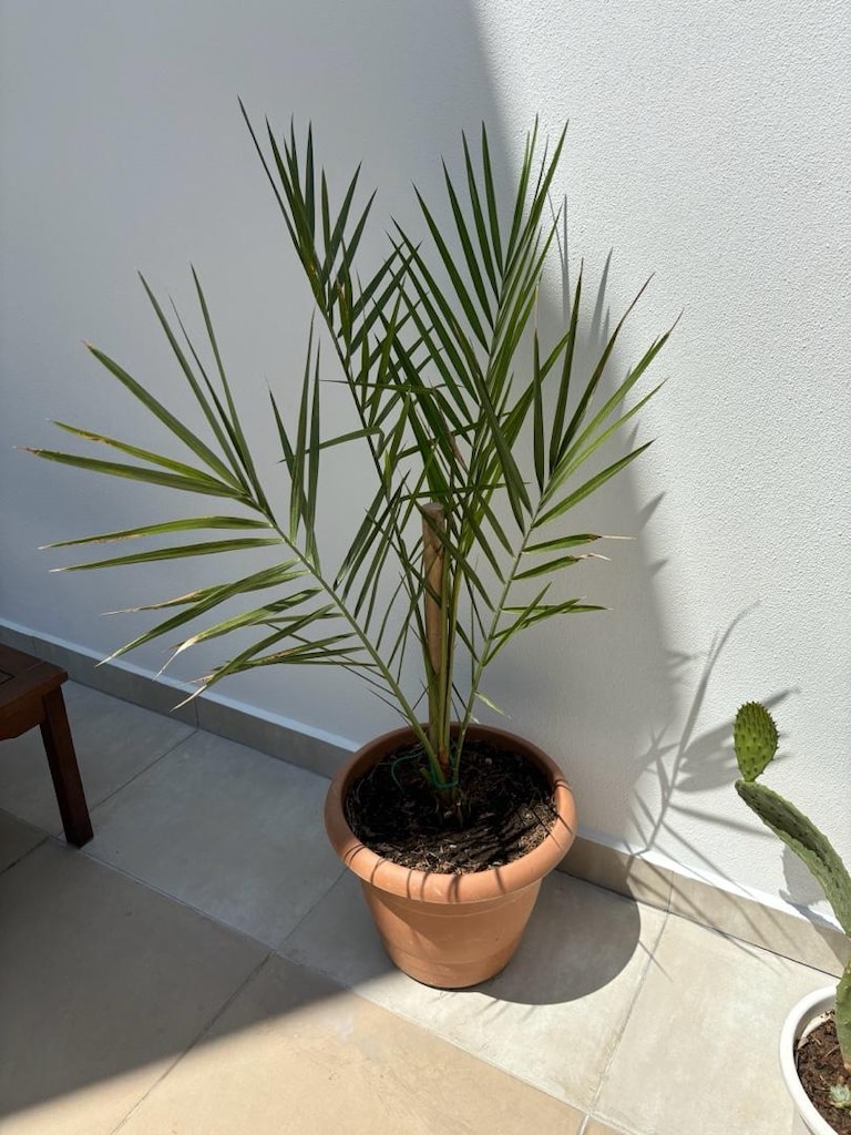Palmiye Ağacı - Aloe Vera Hediyeli -