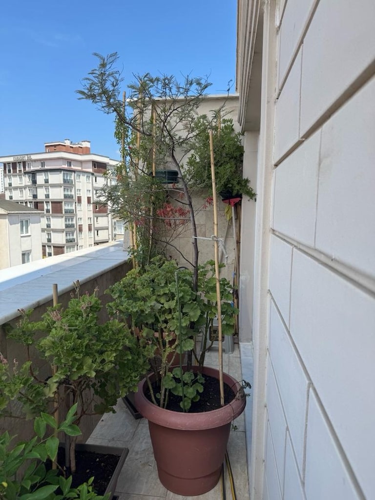 mimoza ağacı - 2