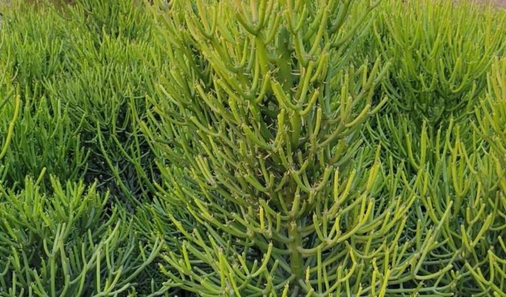 5 ve 10 yıllık kalem ağacı(Euphorbia tirucalli) peyzaj için 2m ve 4m - 5