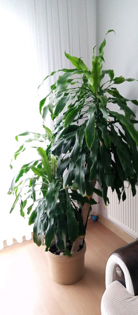 büyük çok gövdeli dracaena - 4