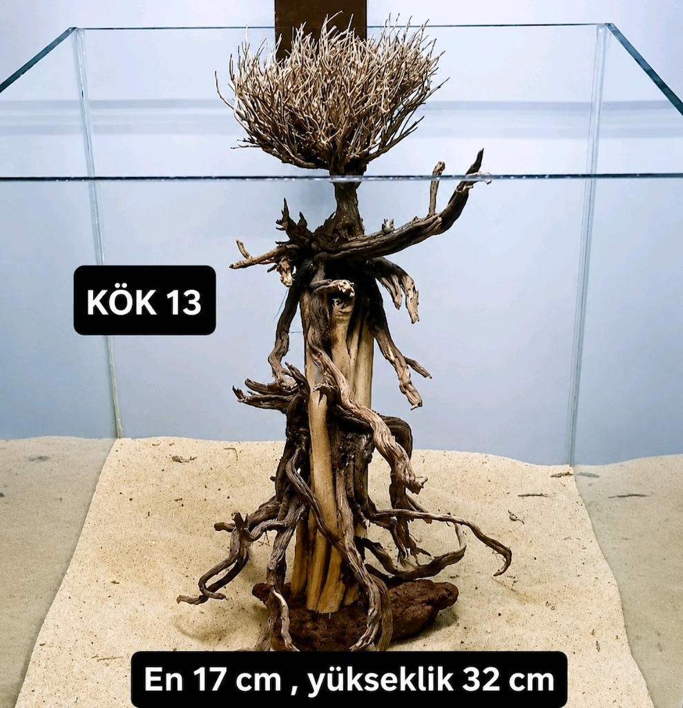 Moss ağaç çeşitleri - 18