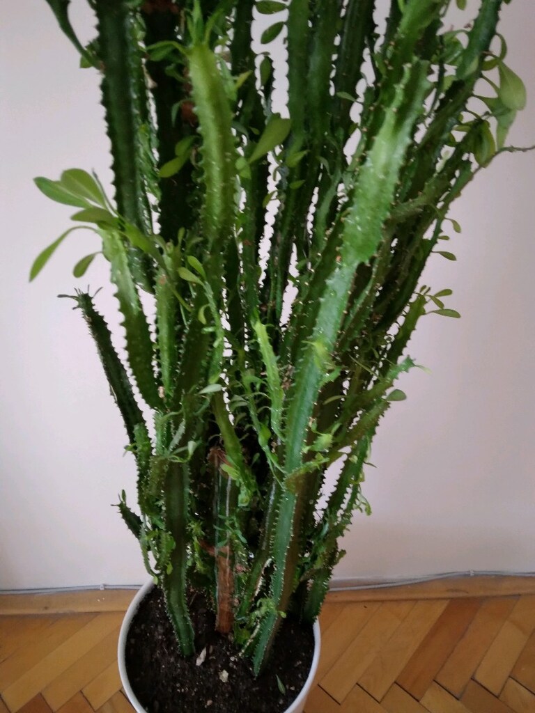Süt kaktüs - kaktüs - çiçek - 4