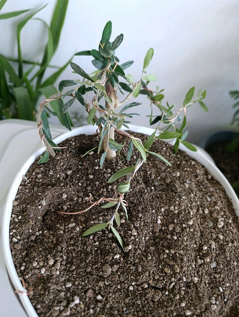bonsai - 2