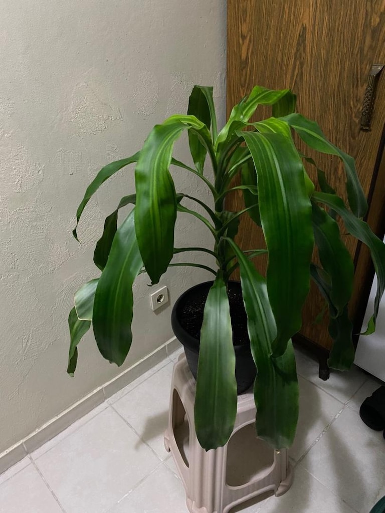 Dracena Massengena Yukka Çiçeği 100cm - 3