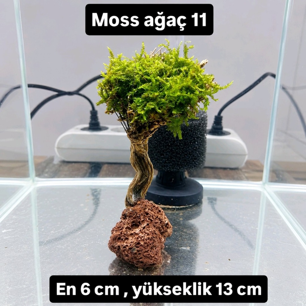 Mosslu ağaç çesitleri - 6
