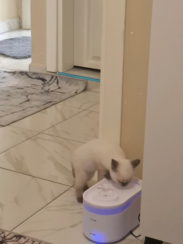 Akıllı mama kabı ve su pınarı