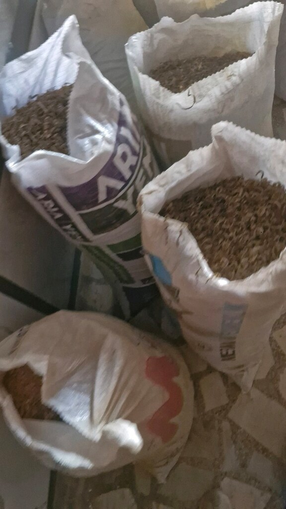 zeytin ağaçı ve çeviz ağacı talaş