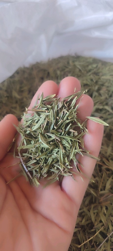 DOĞAL DAĞ KEKİĞİ
