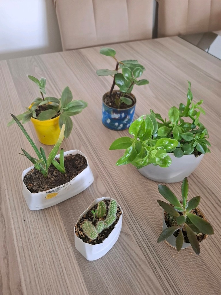 Hepsi 100₺ 6 adet canlı çiçek - 7