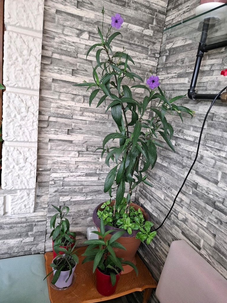 Meksika petunyası, gelin tacı çiçeği - 2