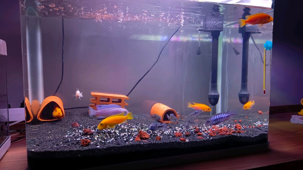 Masrafsız Hobi icin tam kurulu set akvaryum - 2