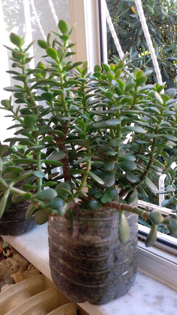 PARA ÇİÇEĞİ - CRASSULA OVATA - YEŞİM AĞACI - 3