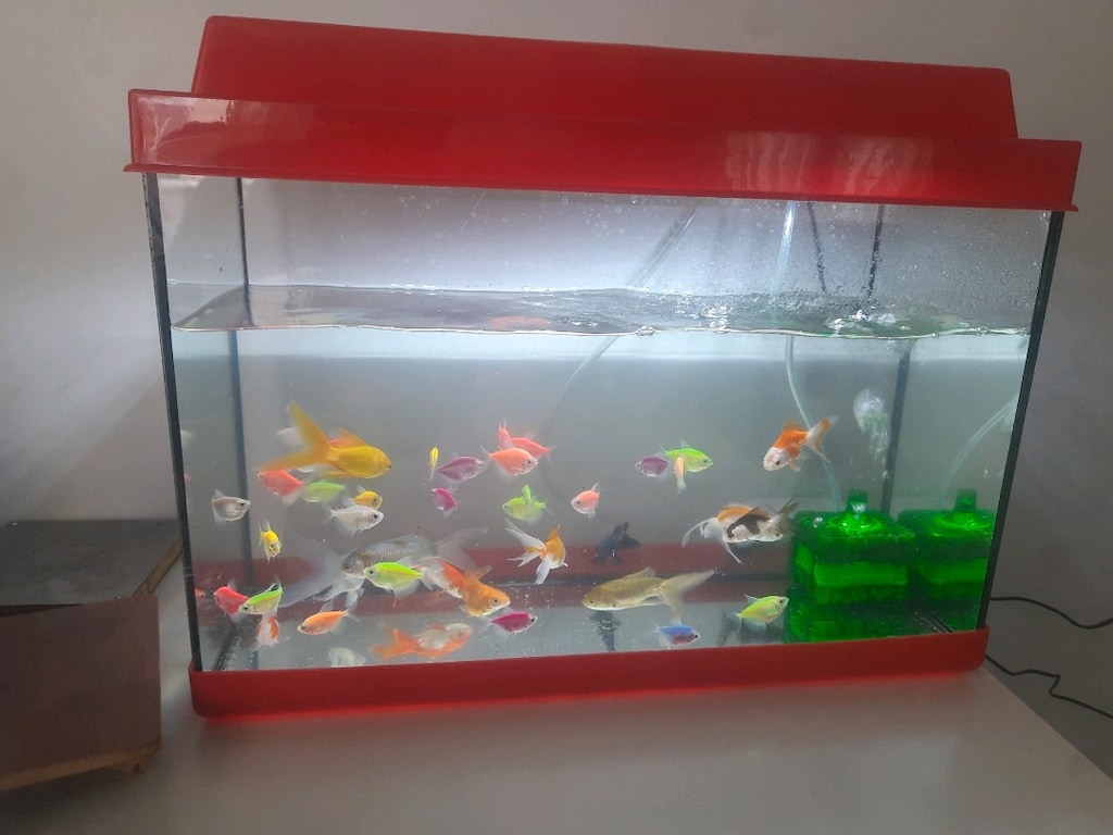 Güzel mini akvaryum - 2