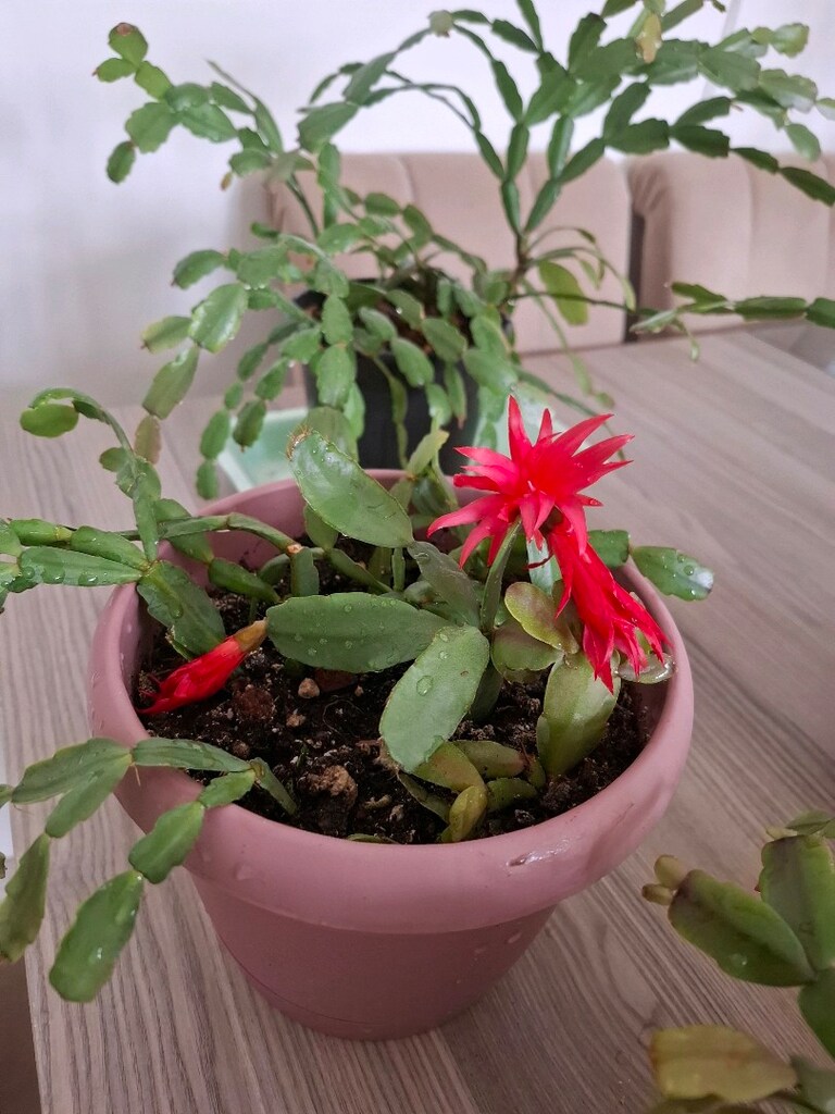 Canlı çiçekler ( tanesi 250₺) - 3