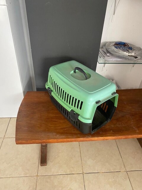 kedi taşıma