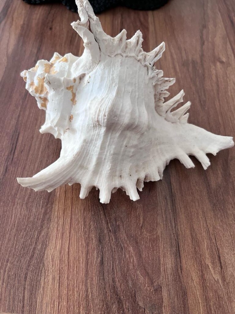 Deniz aksesuar - 2