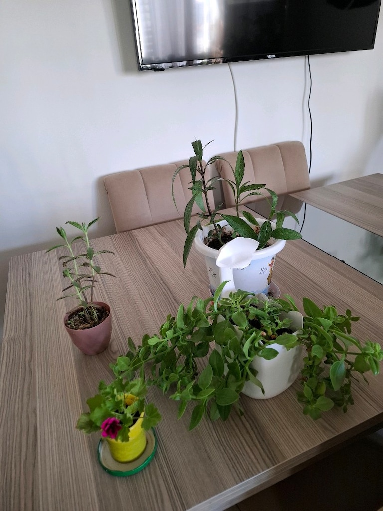 Canlı çiçekler ( hepsi 350₺ ) - 9