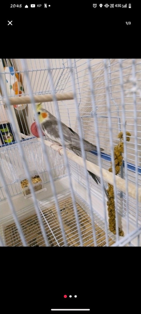 marş cici kuş babacik kelimeleri biliyor - 3