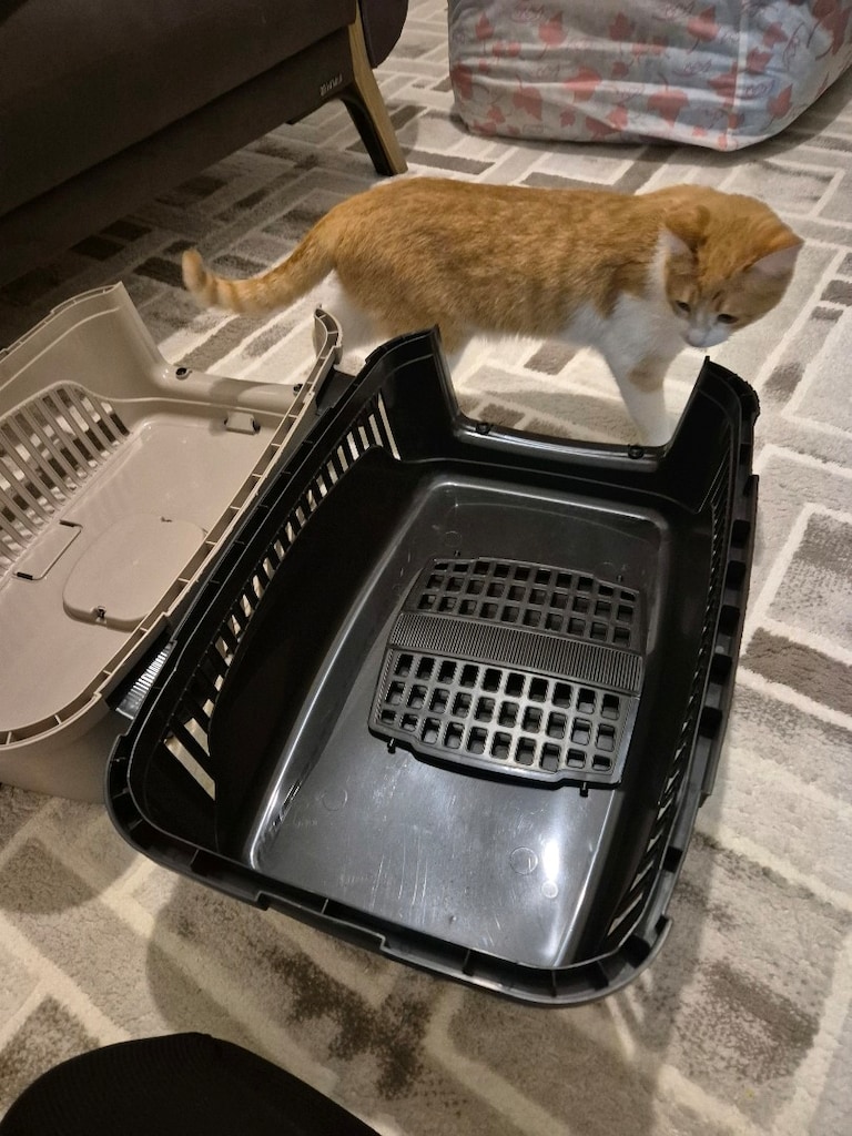 kedi taşıma çantası - 5