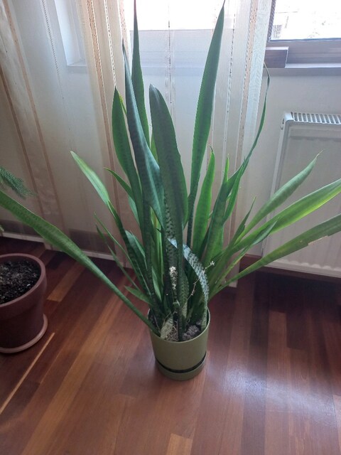 Büyük ve Sağlıklı Paşa Kılıcı (Sansevieria) – 110 cm. Saksısıyla.
