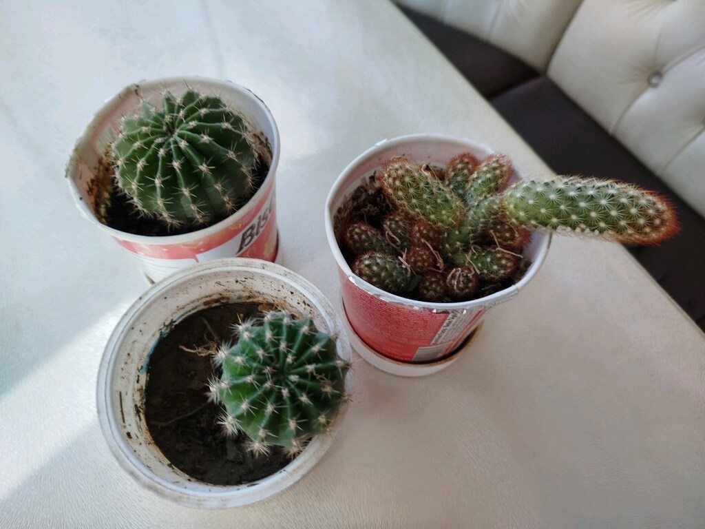 çiçek açan kaktüsler ( tanesi 50 tl) - 3