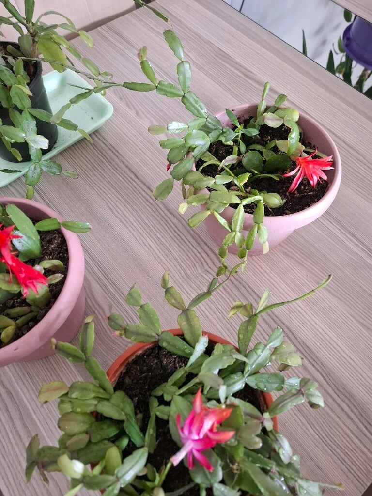 Canlı çiçekler ( tanesi 250₺) - 4