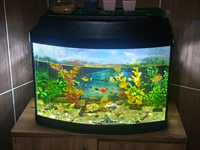 Özel Beyaz Led 50 cm Akvaryum Ve 12 Cins Balık Gerçek süs ve iç filrte