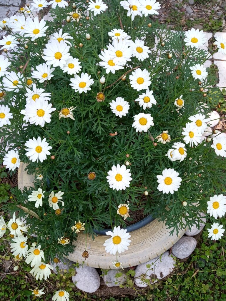 Çeşme papatyası tohumu - 2