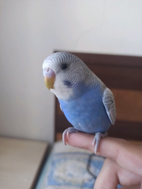 Mavi
