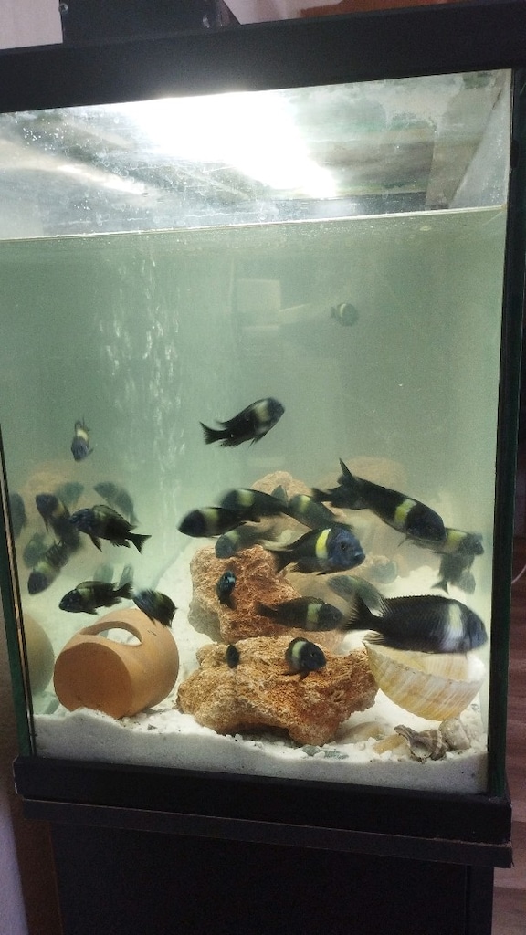 Tropheus Doboisi Maswa Balık