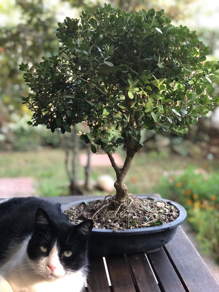 Bonsai Ağacı şimşir - 4